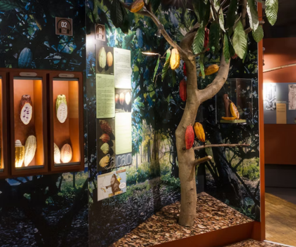 activity_detail_image