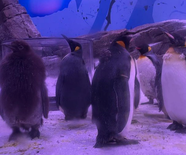 activity_detail_image