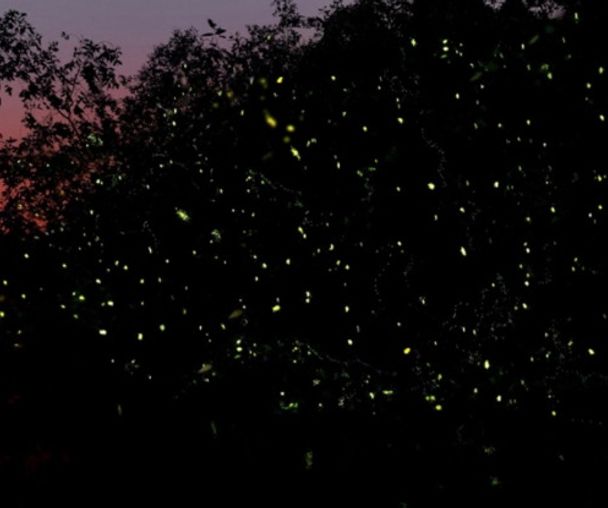 activity_detail_image