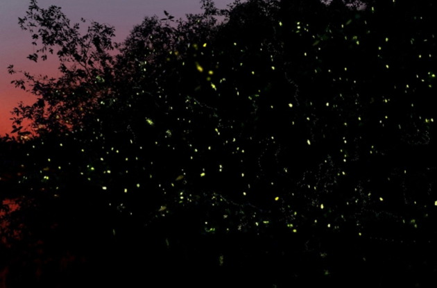 쿠알라룸푸르 프리미엄 시티투어 + 반딧불 & 블루티어스 투어