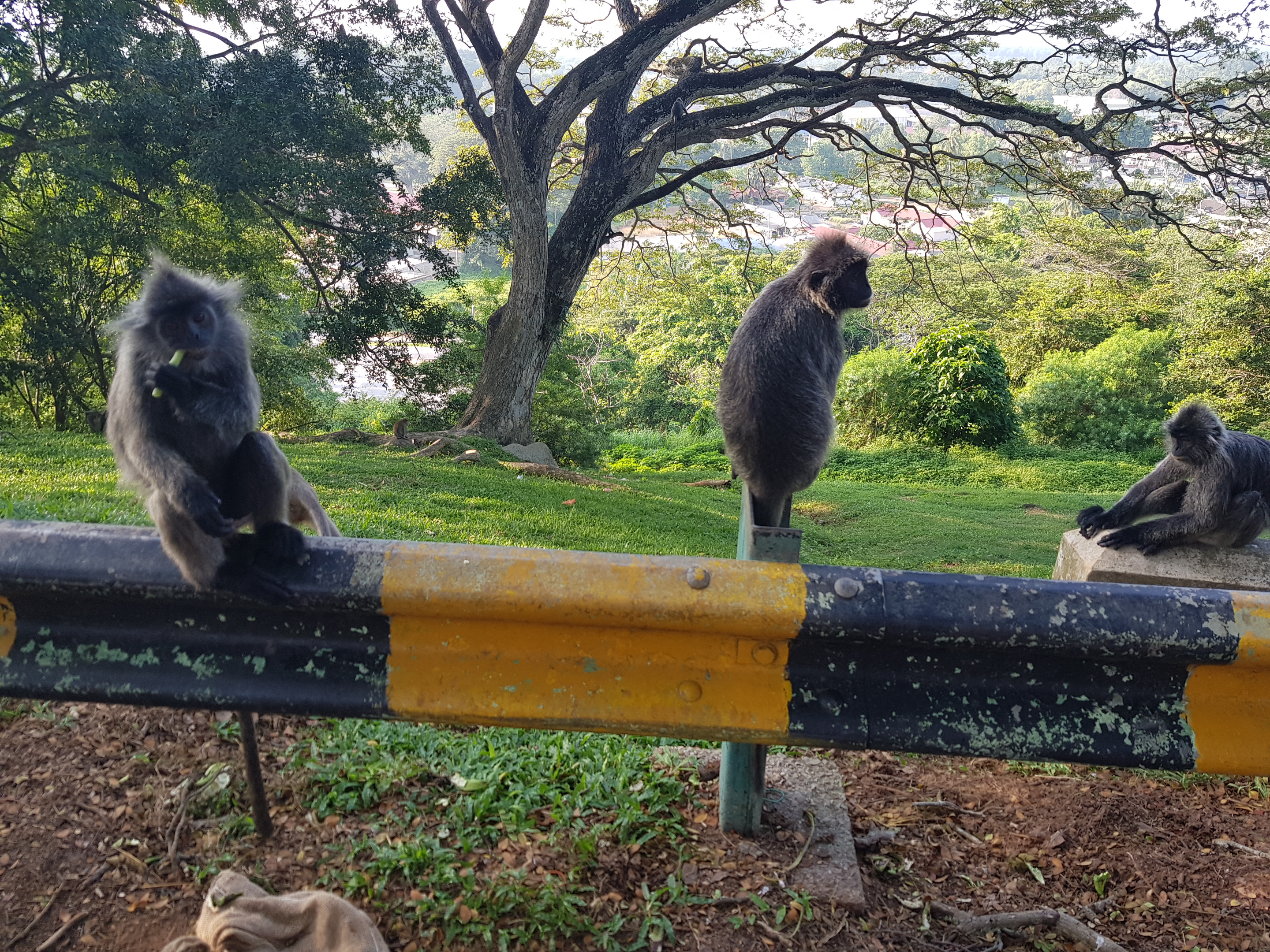 쿠알라룸푸르 프리미엄 시티투어 + 반딧불 & 블루티어스 투어