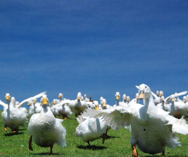 activity_detail_image