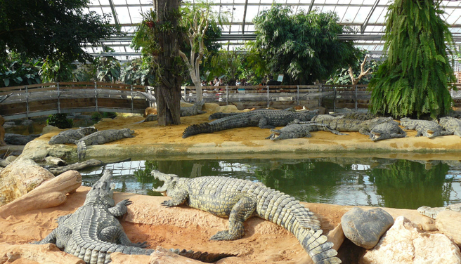 La Ferme aux Crocodiles Ticket