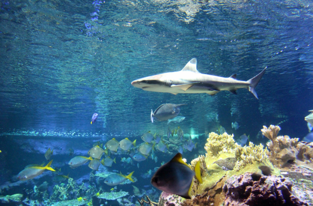 activity_detail_image