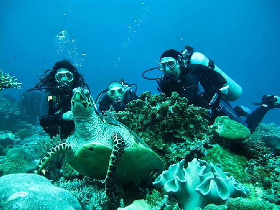 Bohol: Danao & Alona Point Discover Scuba Diving
