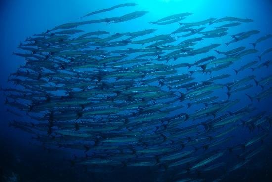 Bohol: Danao & Alona Point Discover Scuba Diving