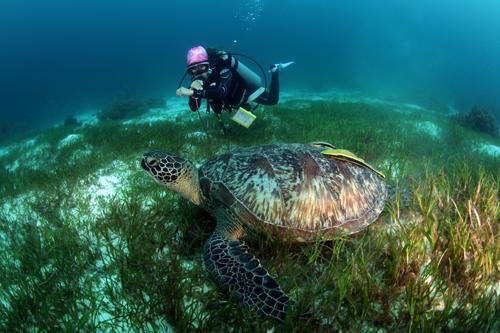 Bohol: Danao & Alona Point Discover Scuba Diving