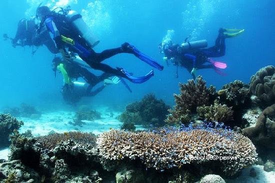 Bohol: Danao & Alona Point Discover Scuba Diving