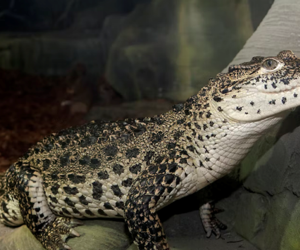 activity_detail_image