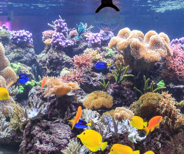 activity_detail_image