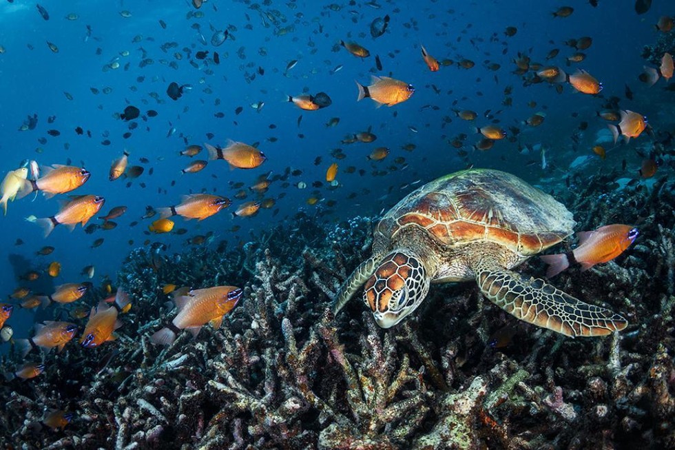 Bohol: Balicasag Island Dolphin Watching Private Hopping Tour (with GoPro Video & Photo)