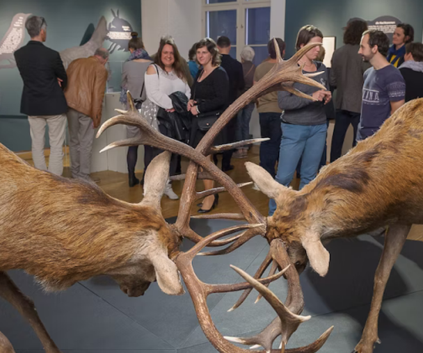 activity_detail_image