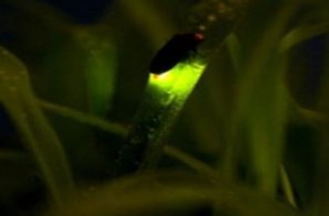 Puerto Princesa, Palawan: Firefly Watching Tour