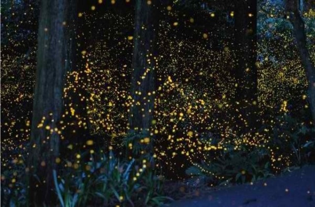 Puerto Princesa, Palawan: Firefly Watching Tour