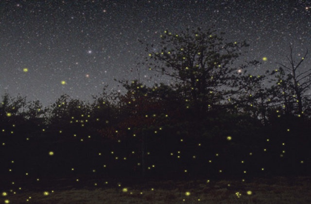 Puerto Princesa, Palawan: Firefly Watching Tour