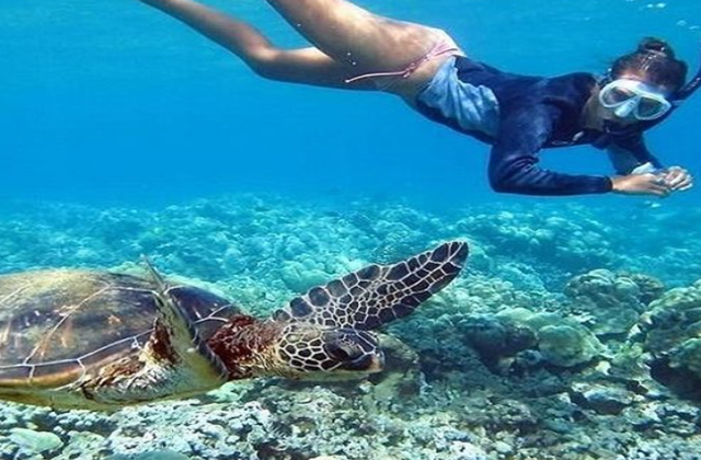 [한인가이드] 하와이 거북이 스노클링, 5종 해양 액티비티 (무료 픽업)