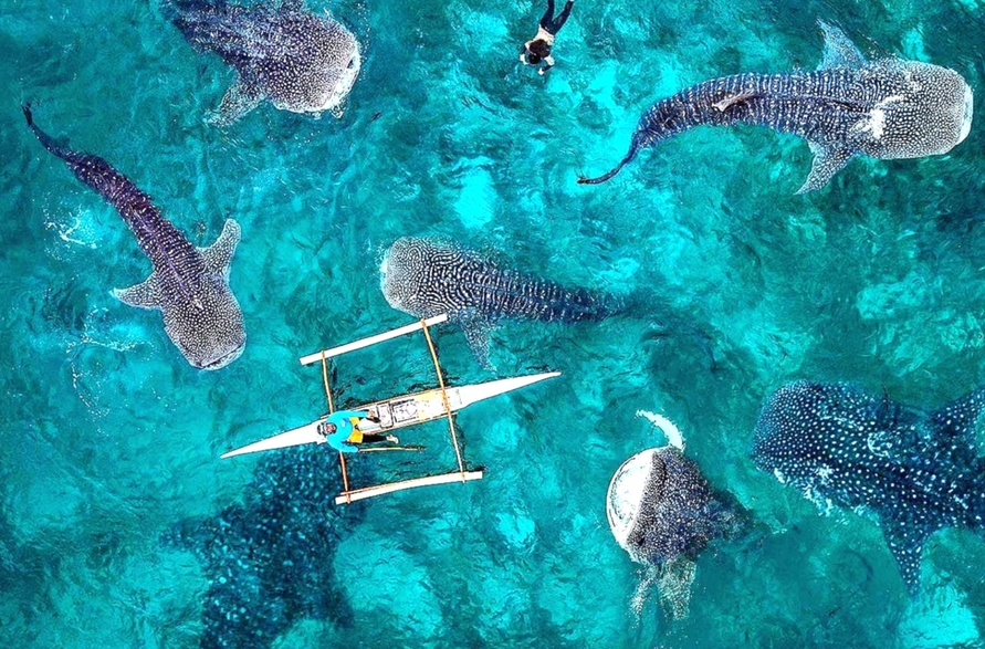 세부 패스트트랙 오모팩 by 트리쉐이드 (공항 픽업 + 오슬롭 + 모알보알)