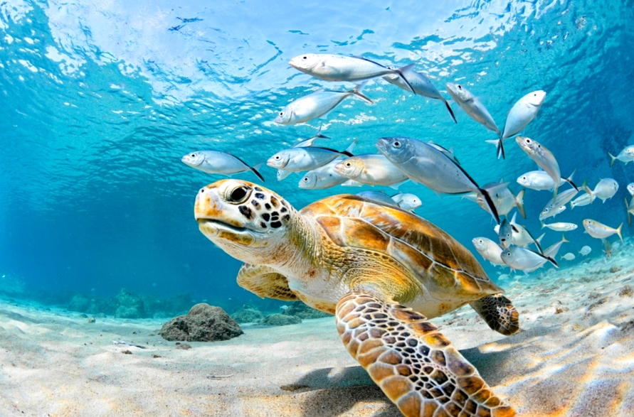 세부 패스트트랙 오모팩 by 트리쉐이드 (공항 픽업 + 오슬롭 + 모알보알)