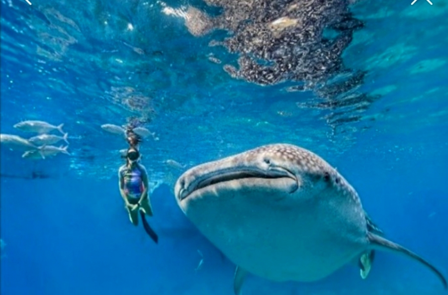 [트리쉐이드] 세부 패스트트랙 오케이팩 (공항 픽업 + 캐녀닝/ 오슬롭 / 모알보알 선택)