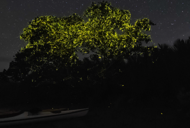 ボホール・アバタン川星空ホタルカヤックプライベートツアー