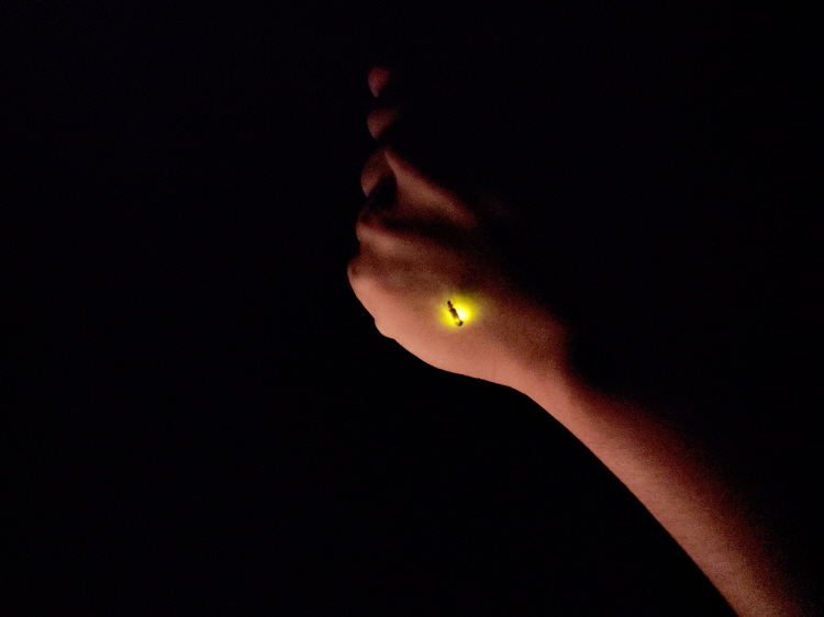 ボホール・アバタン川星空ホタルカヤックプライベートツアー