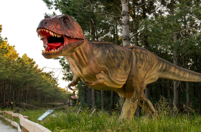 activity_detail_image