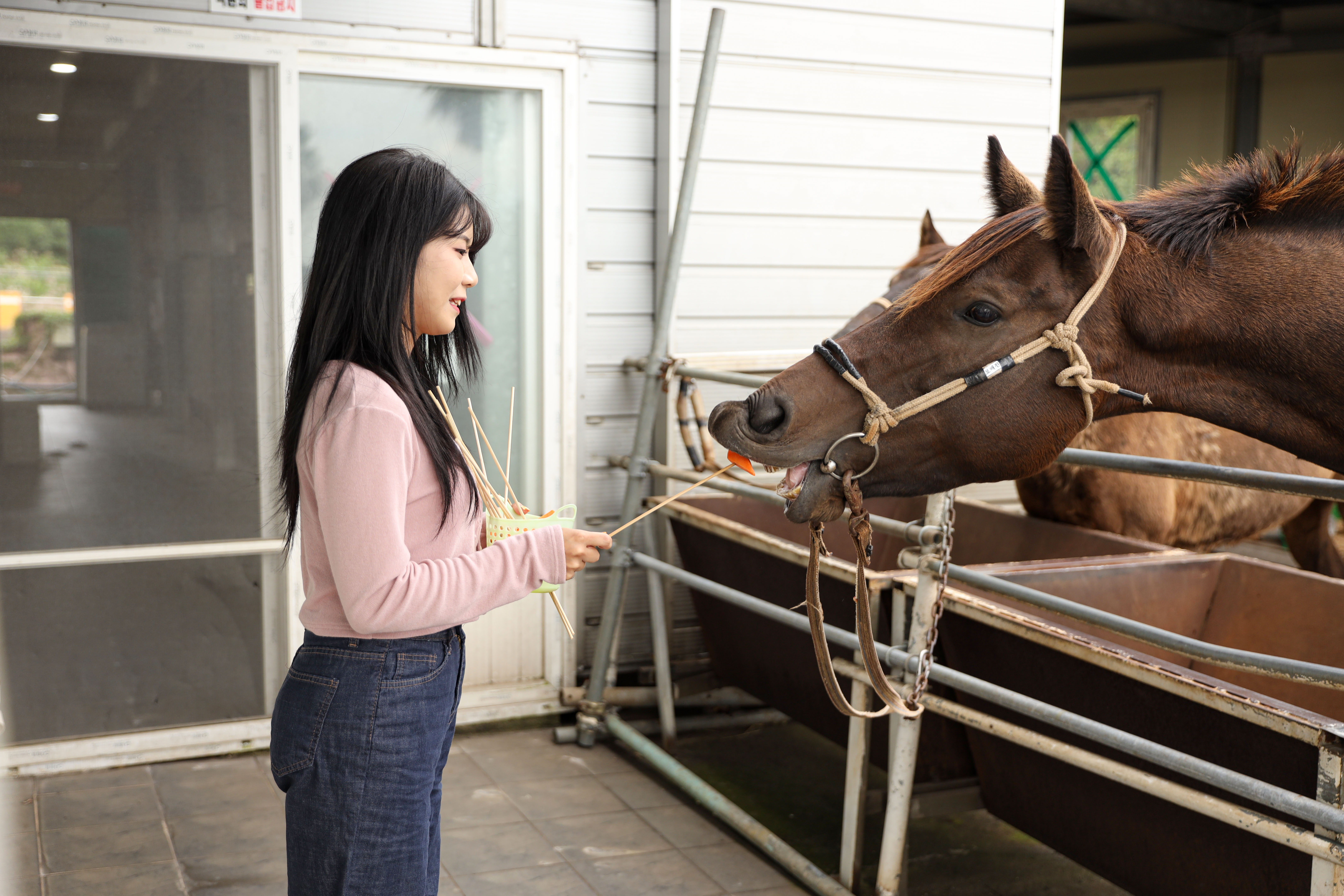 제주 중문 승마공원 해변 & 올레코스 승마 체험