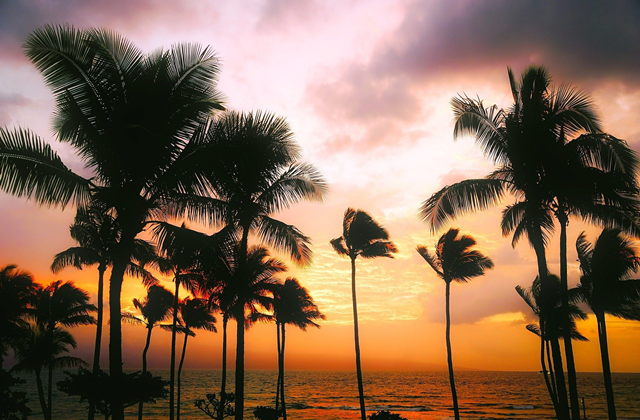 하와이 호놀룰루 공항 픽업 서비스 (한국인 택시)