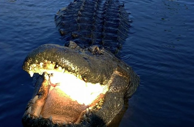 activity_detail_image