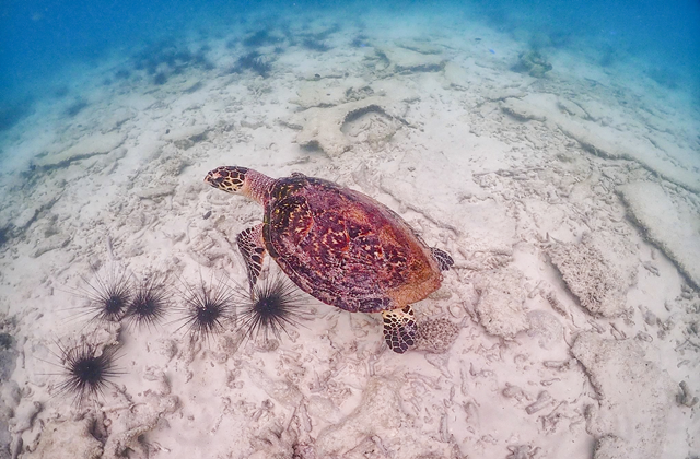파타야 니모섬 스노클링 투어 (파타야 출발)