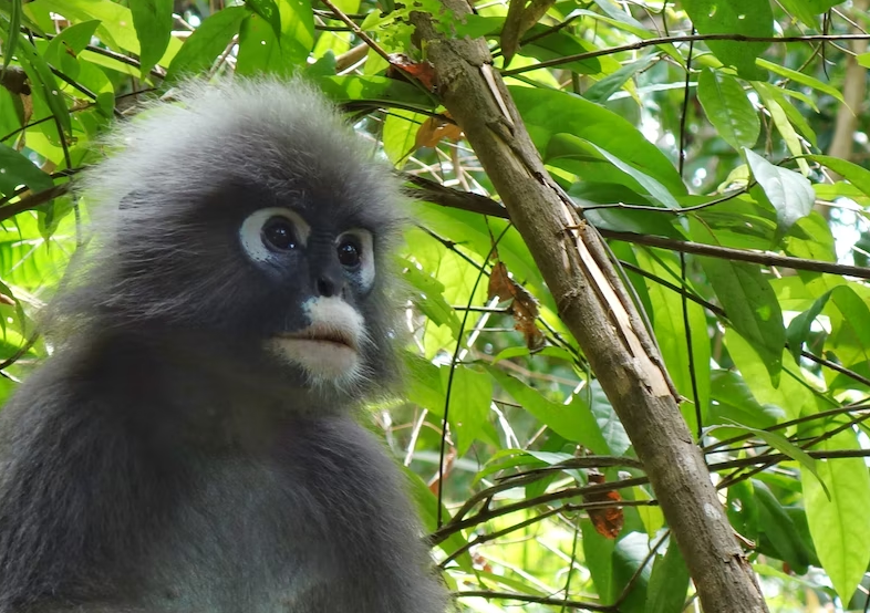 ザハビタットペナンヒルチケット