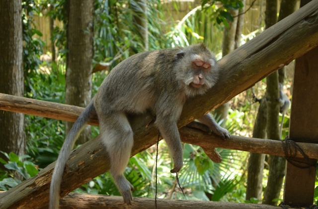 발리 우붓 & 울루와뚜 프라이빗 투어