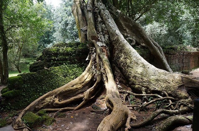 씨엠립 핵심 유적지 앙코르와트 & 타프롬 & 바이욘 투어