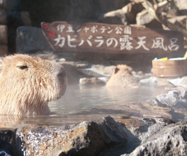 activity_detail_image