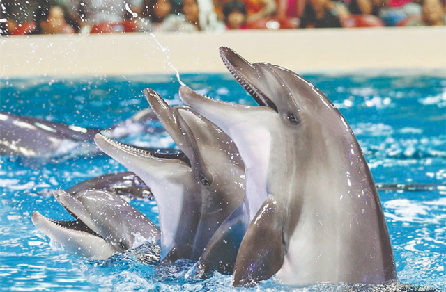 두바이 돌피나리움 돌고래 & 물개 공연 입장권