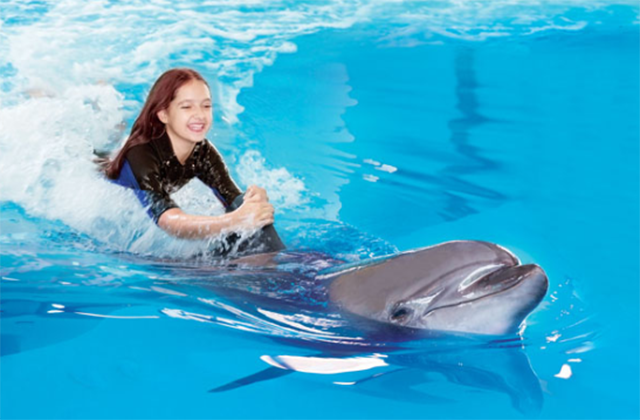 두바이 돌피나리움 돌고래 & 물개 공연 입장권