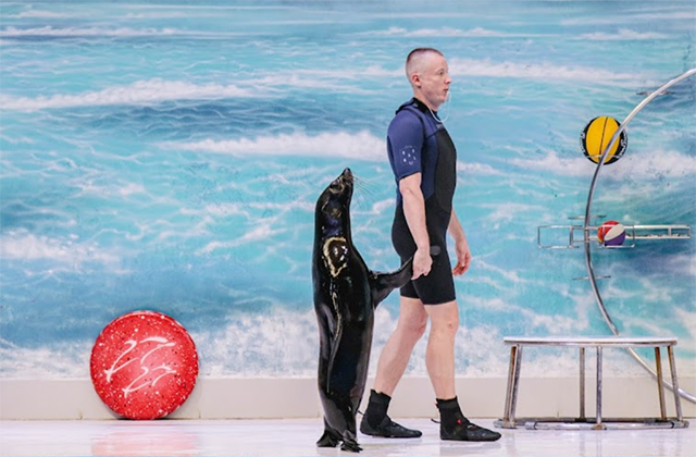 두바이 돌피나리움 돌고래 & 물개 공연 입장권