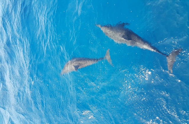 Guam Dolphin Cruise by Midsummer