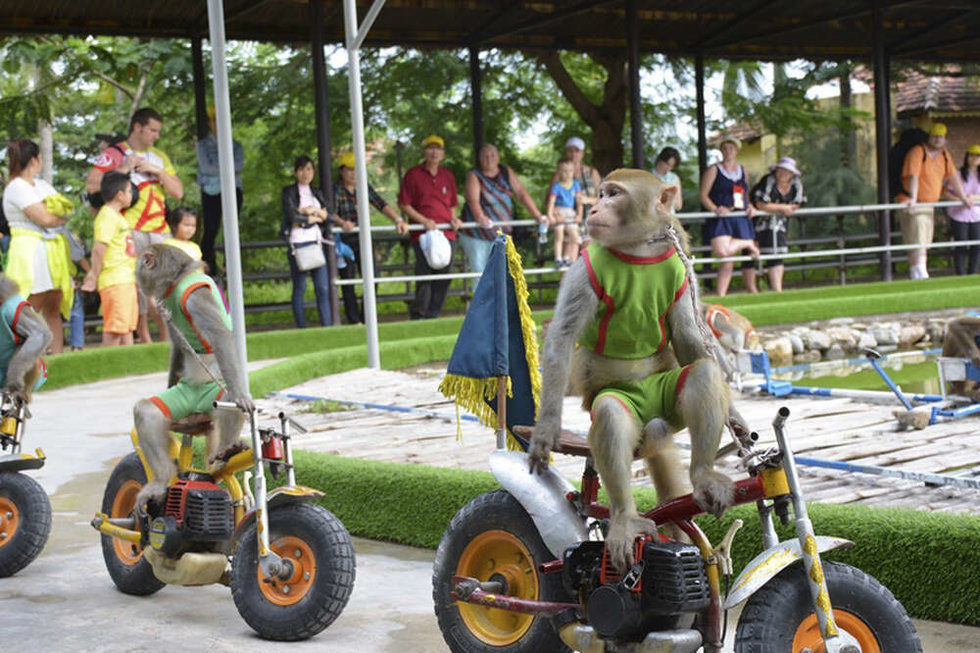 나트랑 원숭이 섬 단독 투어