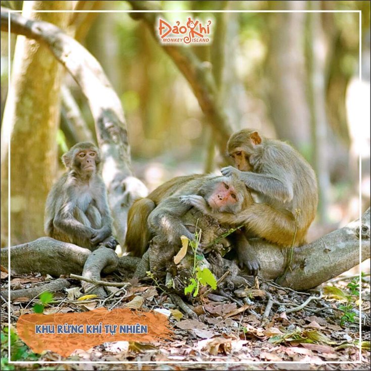 나트랑 원숭이 섬 단독 투어