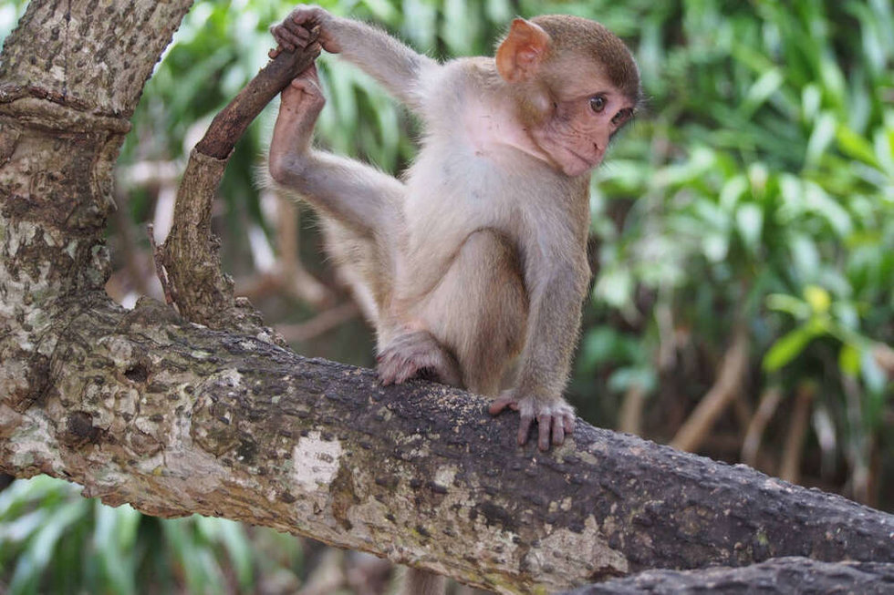 나트랑 원숭이 섬 단독 투어