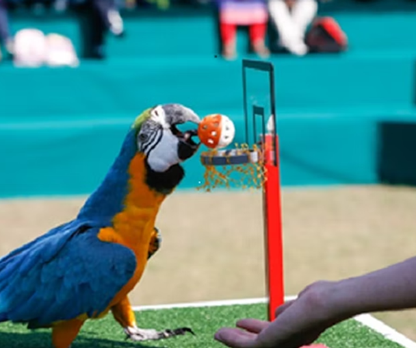 activity_detail_image