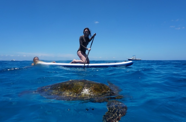하와이 빅아일랜드 & 오아후 거북이 스노클링 투어 (항공권 포함)