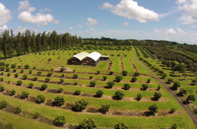 하와이 빅아일랜드 & 오아후 거북이 스노클링 투어 (항공권 포함)
