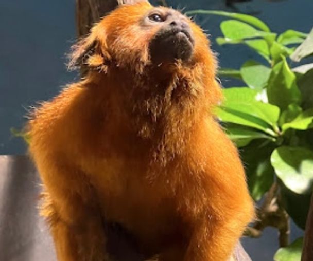 activity_detail_image