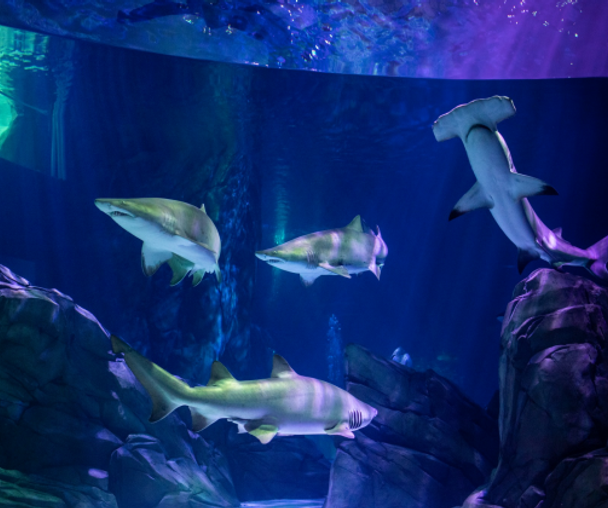 activity_detail_image