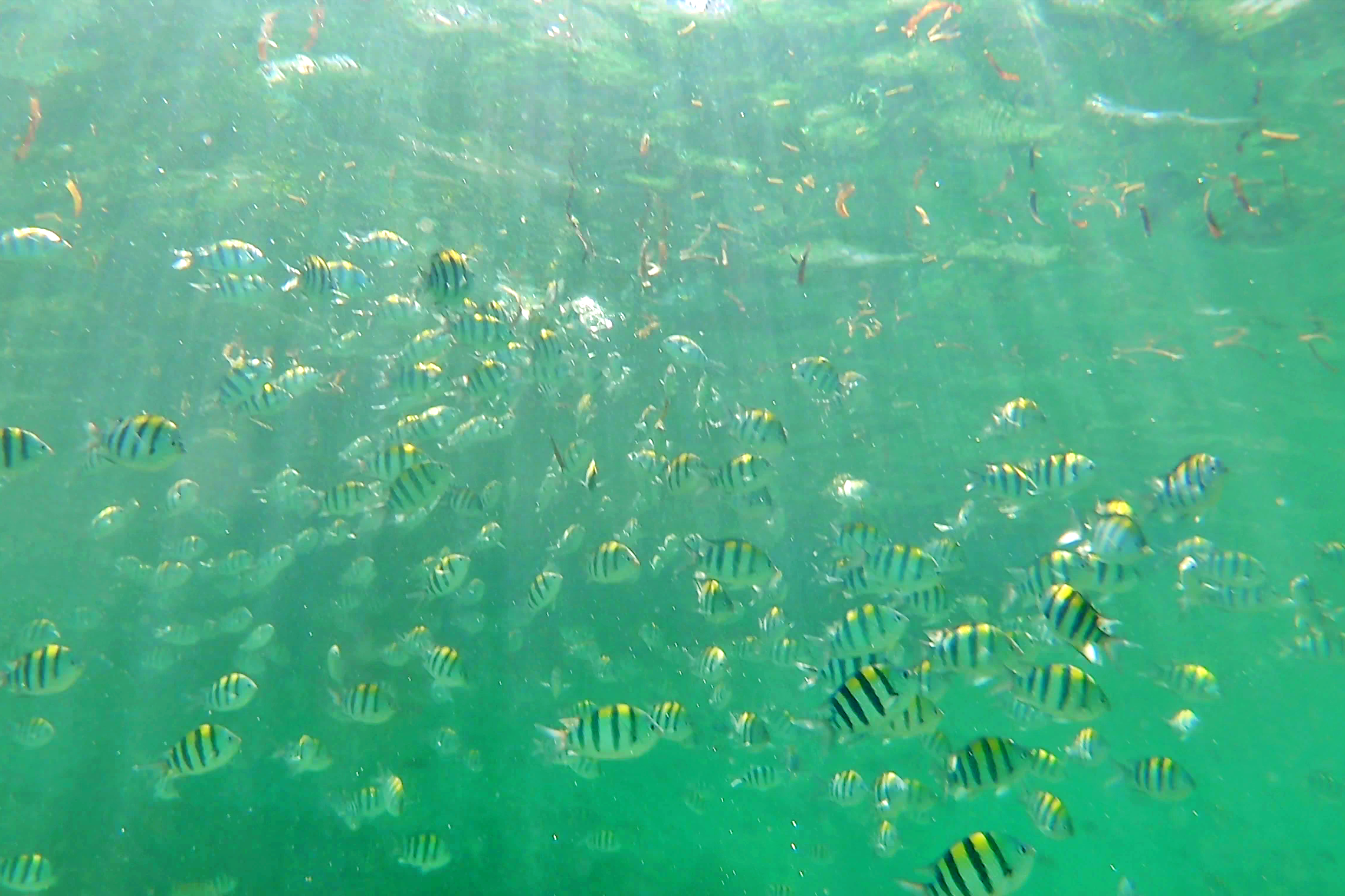 세부 프리미엄 단독 호핑투어