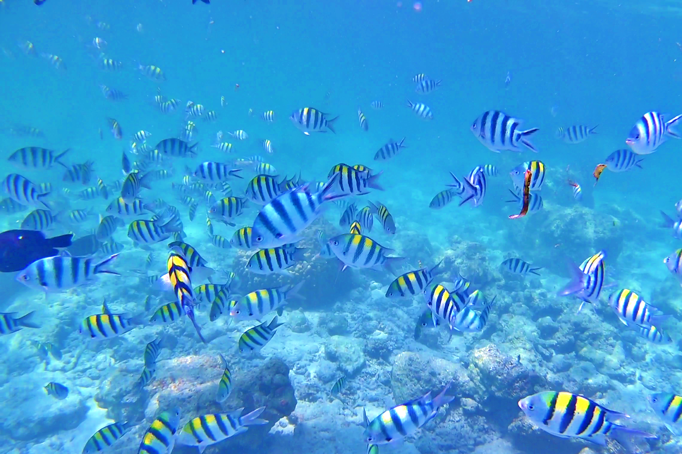 세부 프리미엄 단독 호핑투어