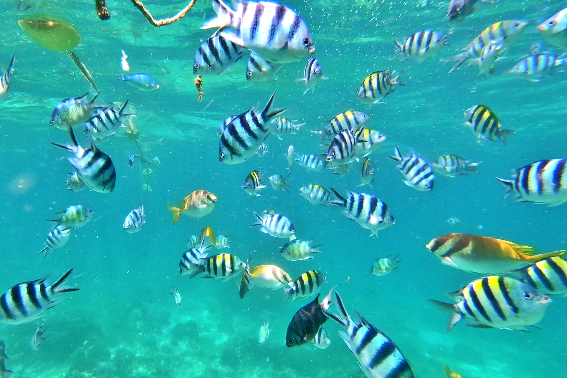 세부 프리미엄 단독 호핑투어