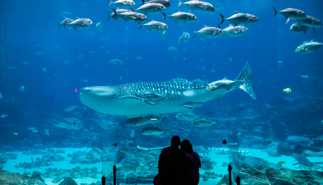Georgia Aquarium Fast-Track Admission Ticket